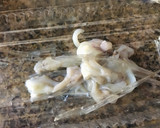 Foto del paso 1 de la receta: Calamaretti (chipirones) a la plancha sin más