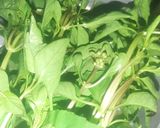 Foto langkah ke 1 dari resep Sayur Bayam Jagung.