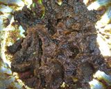Foto langkah ke 2 dari resep Nastar (selai kurma) no butter  no ribet👌.