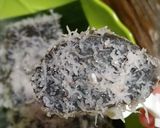 Foto langkah ke 9 dari resep Jongkong Ireng (Lanun Ireng/Ireng Ireng-Ireng).