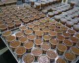 Foto langkah ke 1 dari resep Puding lumut gula merah untuk snack box.