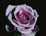 عکس مرحله 2 از دستور دسر چند میوه 💙💖💜💚