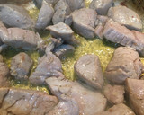 Foto del paso 5 de la receta: Solomillo de cerdo al brandy