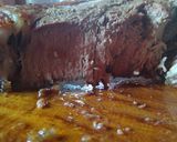 Foto del paso 5 de la receta: Tomahawk con papas estrelladas gratinadas y ketchup casero