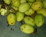 A picture of step 4 of Hog plum achar.