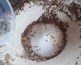 Foto del paso 2 de la receta: Pan integral