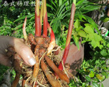 ♦泰泰風♦指薑 手指薑的運用 炒雞肉的食譜步驟2照片
