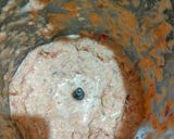 Foto langkah ke 1 dari resep Kebuli Ayam Rice Cooker.