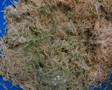 Gambar langkah 2 resipi Chocolate Dubai | Kunafa Pistachio (3 Bahan).