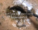 รูปขั้นตอนการทำที่ 2 ของ แกงคั่วใบมะขามอ่อนใส่ปลาน้ำดอกไม้
