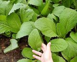 Hình bước làm 2 của món Ram tôm đất hành lá