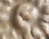 Foto del paso 9 de la receta: Tarta Tatin clásica