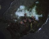 A picture of step 6 of Gajrela.