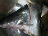Sop Ikan Patin Kuah Kuning Seger