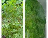 Foto langkah ke 2 dari resep Urap daun kenikir.