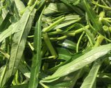 Foto langkah ke 1 dari resep Tumis Kangkung Terasi Bumbu Uleg (Dijamin Kayak Di Resto).