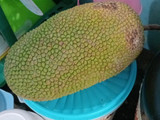 Godog² cempedak medan alias galundeng jawa