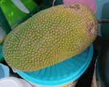 Foto langkah ke 1 dari resep Godog² cempedak medan alias galundeng jawa.