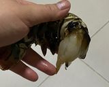 Gambar langkah 6 resipi Baked Lobster Tail | Super Easy.