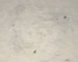A picture of step 4 of Paratha roll😋.