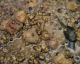 Foto langkah ke 4 dari resep Bubur Kacang Hijau Creamy.