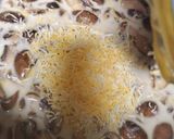 Foto del paso 5 de la receta: Crema de champiñones