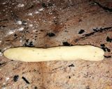 A picture of step 4 of Garlic and herbs knotted rolls.