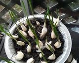 A picture of step 1 of Garlic.