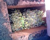 Foto del paso 4 de la receta: Germinados de lenteja en casa