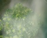 Foto del paso 1 de la receta: Bocadillos de acelga saludables en plancheta