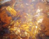 A picture of step 4 of Paprika Gravy, Smothered Rabbit.