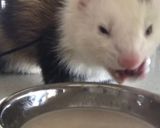 Foto del paso 10 de la receta: Sopipita de patas de pollo para tu mascota