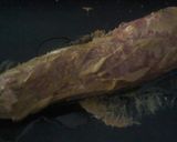 Foto del paso 2 de la receta: Solomillo al horno