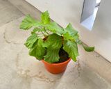 A picture of step 1 of Shiso miso “pesto” (Vegan).