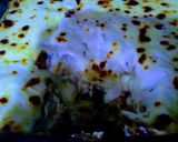 Foto del paso 6 de la receta: Lasaña mixta a mí estilo
