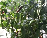 A picture of step 1 of Harissa sauce.