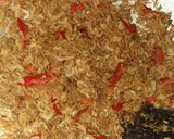 Foto langkah ke 4 dari resep Oseng Udang Rebon / Udang Papay Pedas Manis.