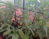 மின்ட் புல்கா(mint phulka recipe in tamil) ரெசிபி ஸ்டேப் 1 புகைப்படம்