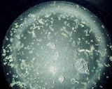 A picture of step 1 of Lentil Soup 😍 Perfect for Cold Winter Days.