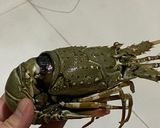 Gambar langkah 5 resipi Baked Lobster Tail | Super Easy.