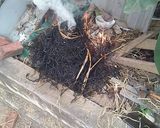 Hình bước làm 2 của món Cá quả nướng rơm