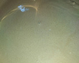 Foto del paso 12 de la receta: Crema de champiñones con crotones