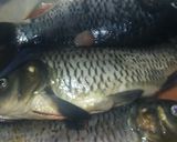 Foto langkah ke 1 dari resep Sup Ikan Mas Kuah Asam.