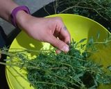 Foto del paso 1 de la receta: Tamales de chepíl - receta de mamá
