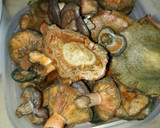 Foto del paso 1 de la receta: Hongos de pino en escabeche 🤪