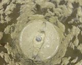 A picture of step 6 of Appam and White Saagu(White Kurma).
