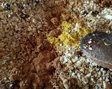 Foto del paso 3 de la receta: Granola casera aromática