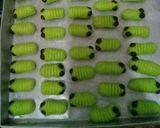 Foto langkah ke 4 dari resep Kue susu.