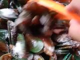 Kerang hijau saus Padang