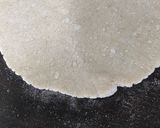A picture of step 5 of Jolada Rotti / Jowar Roti Karnataka Special.